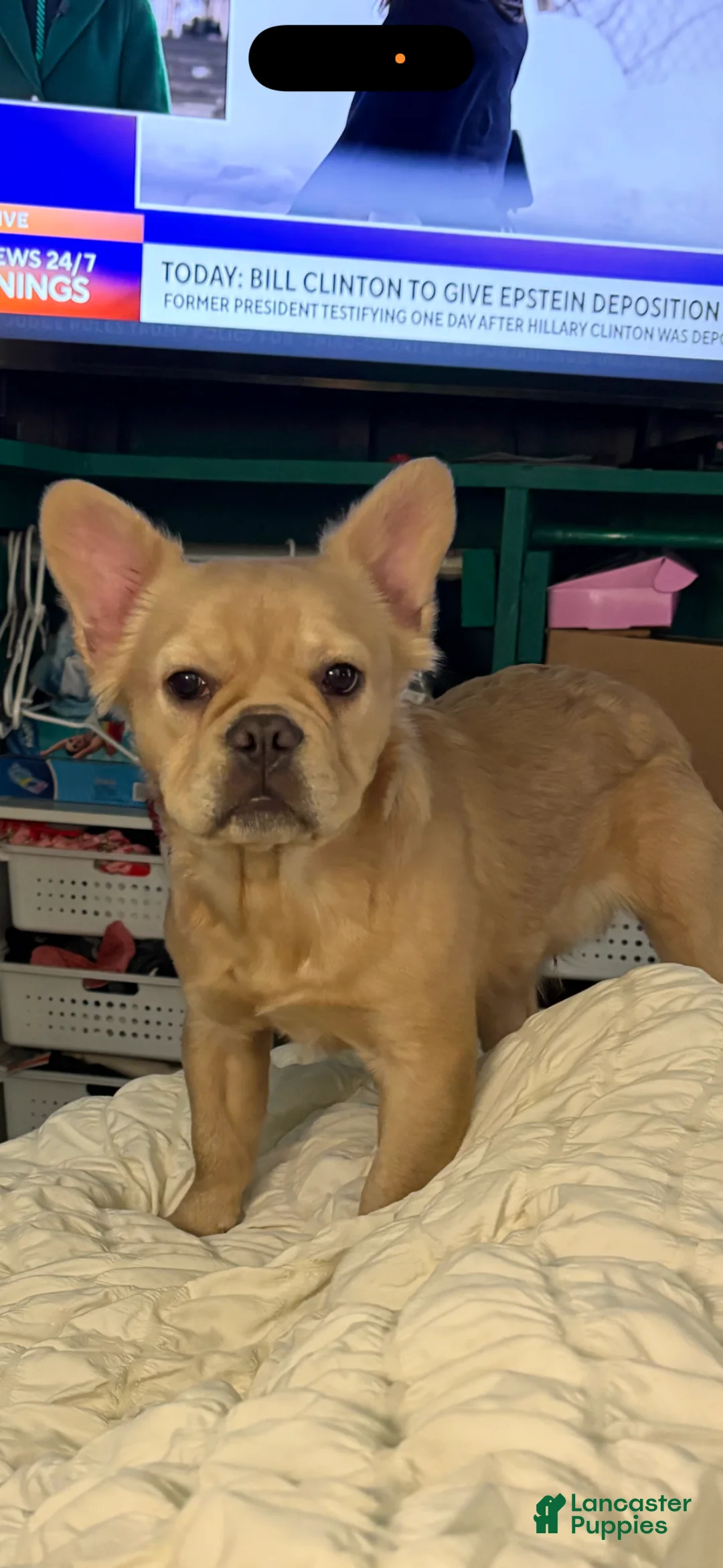 French Bulldog dogs for sale: French Bulldog Puppy 6 months old  - Ad 2