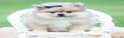 Pomeranian dogs for sale: Max - Ad 5