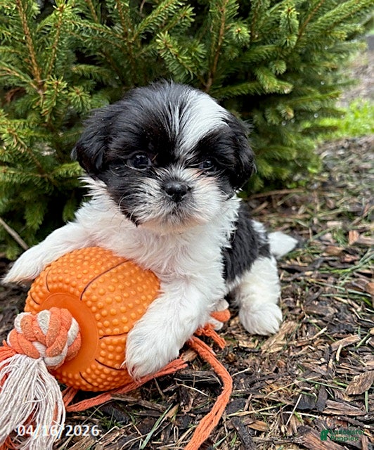 Shih Tzu dogs Andi - Ad 1