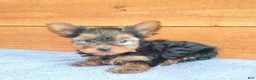 Yorkshire Terrier dogs for sale: Reese - Ad 3