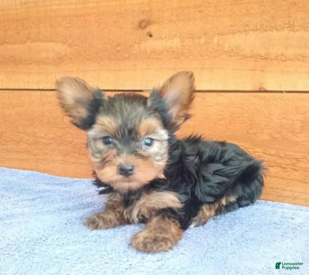 Yorkshire Terrier dogs for sale: Reese - Ad 3