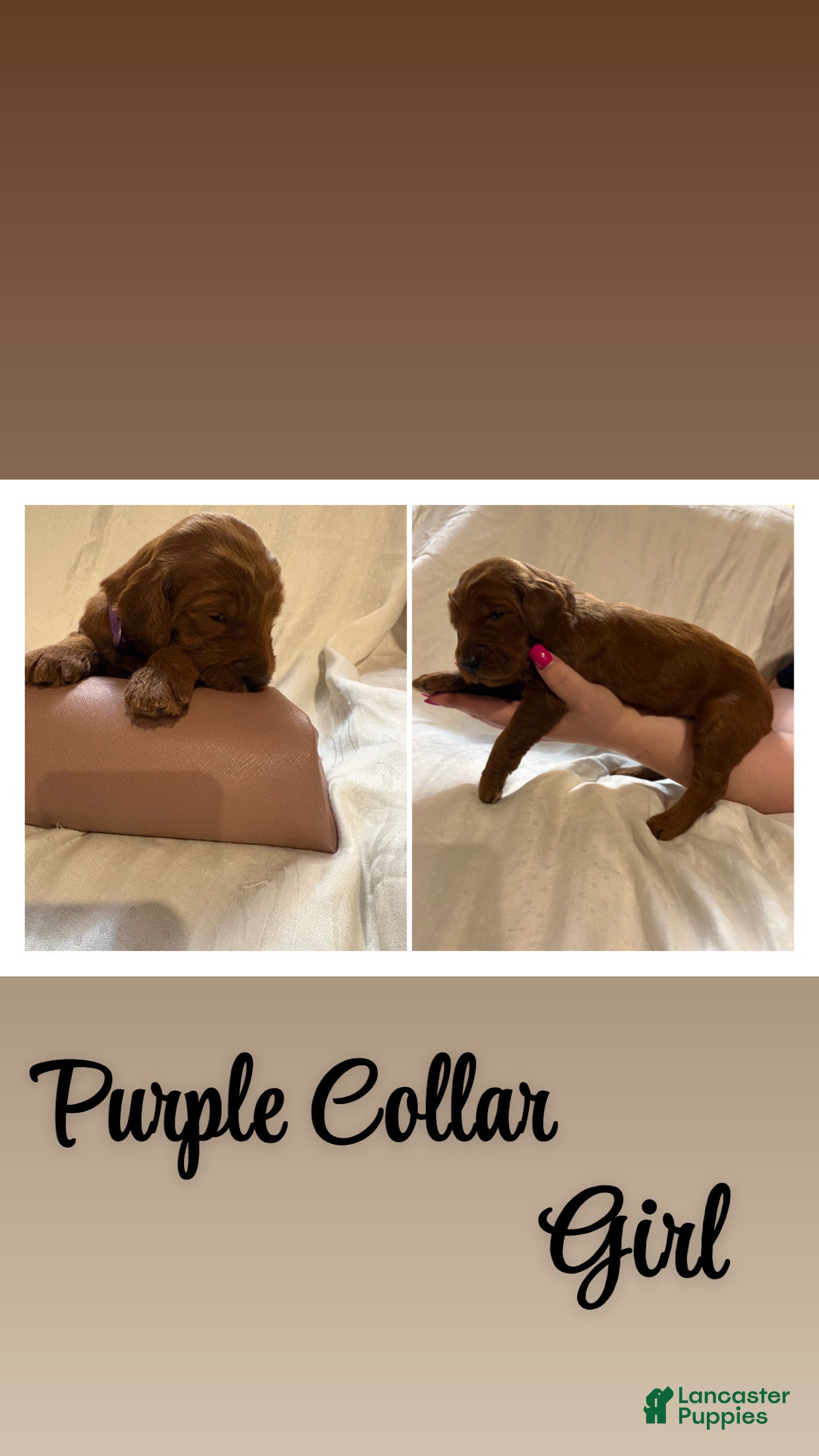 Goldendoodle dogs Goldendoodle 5 - Ad 8