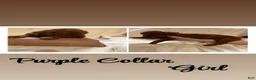Goldendoodle dogs for sale: Goldendoodle 5 - Ad 1