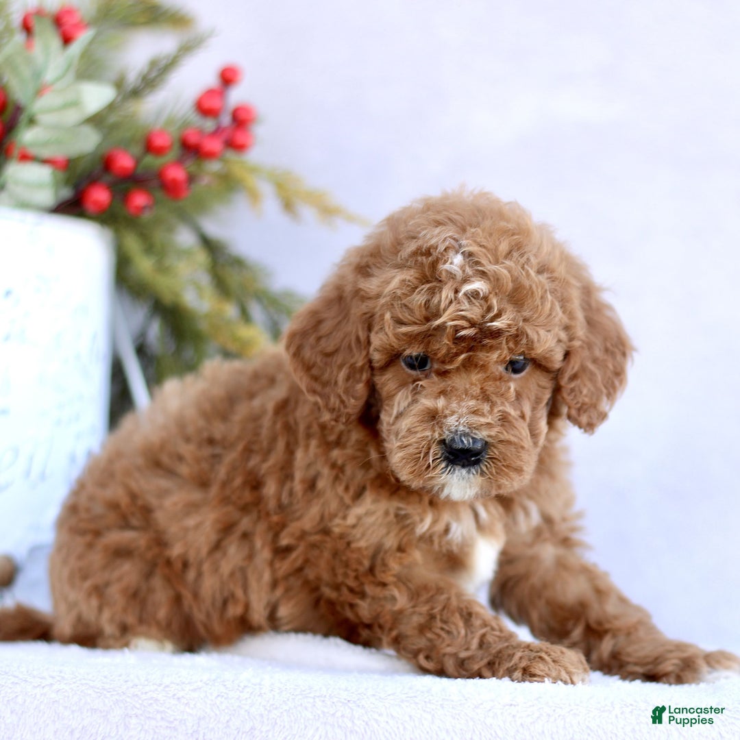 Mini Goldendoodle dogs for sale: Loki  - Ad 3