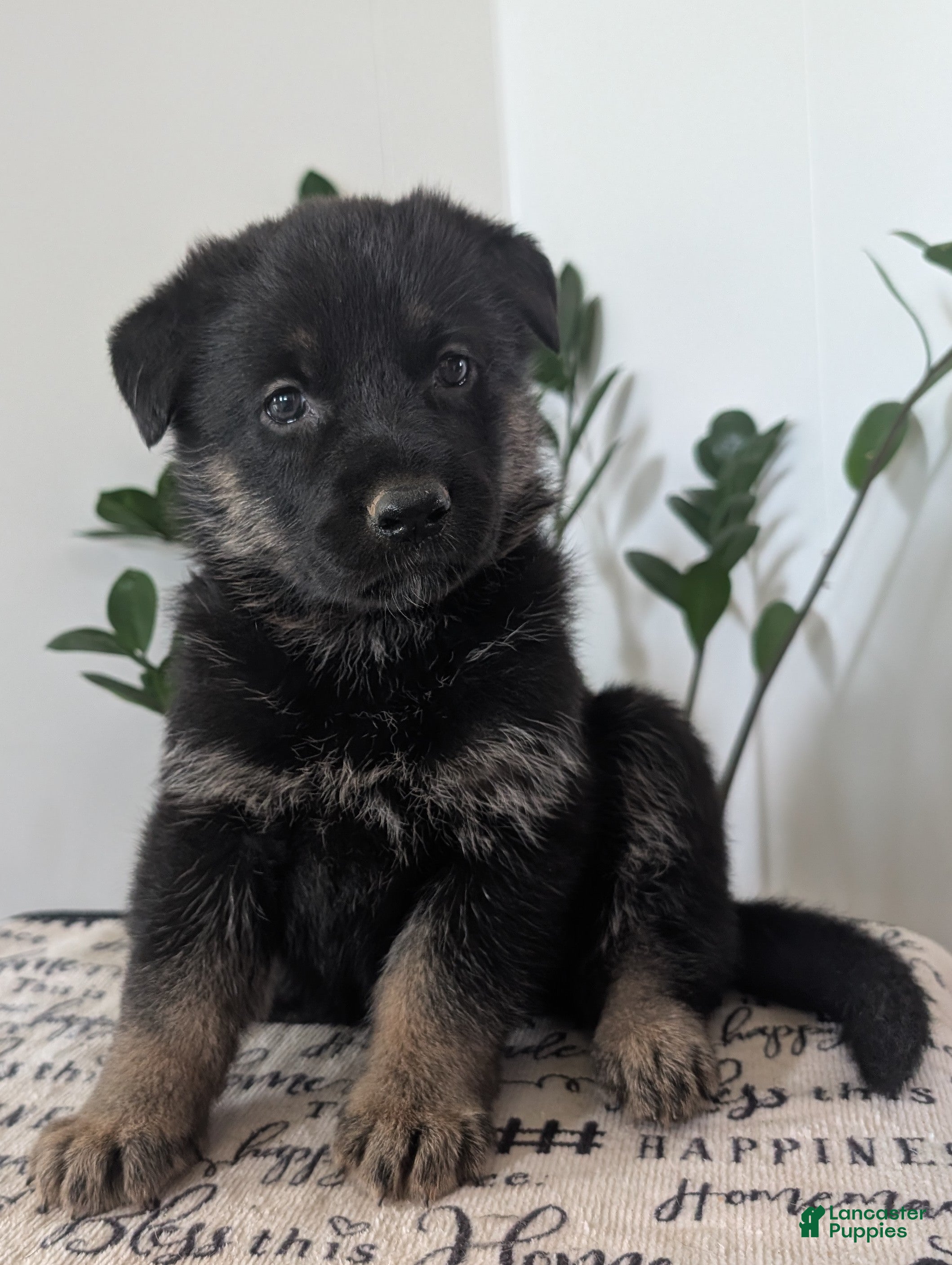 German Shepherd dogs Missy - Ad 1