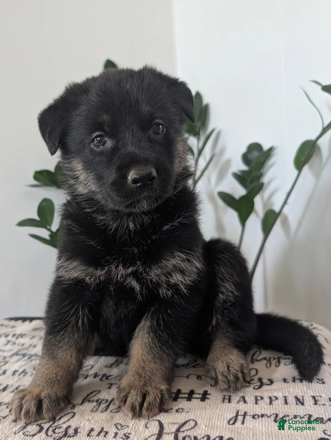 German Shepherd dogs for sale: Missy - Ad 1