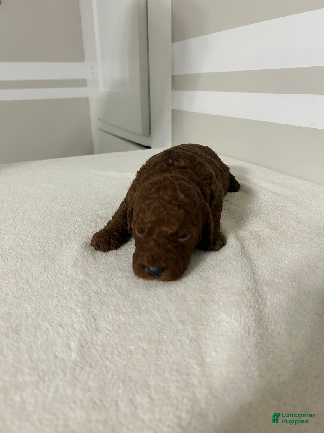 Mini Goldendoodle dogs for sale: Cameron - Ad 3