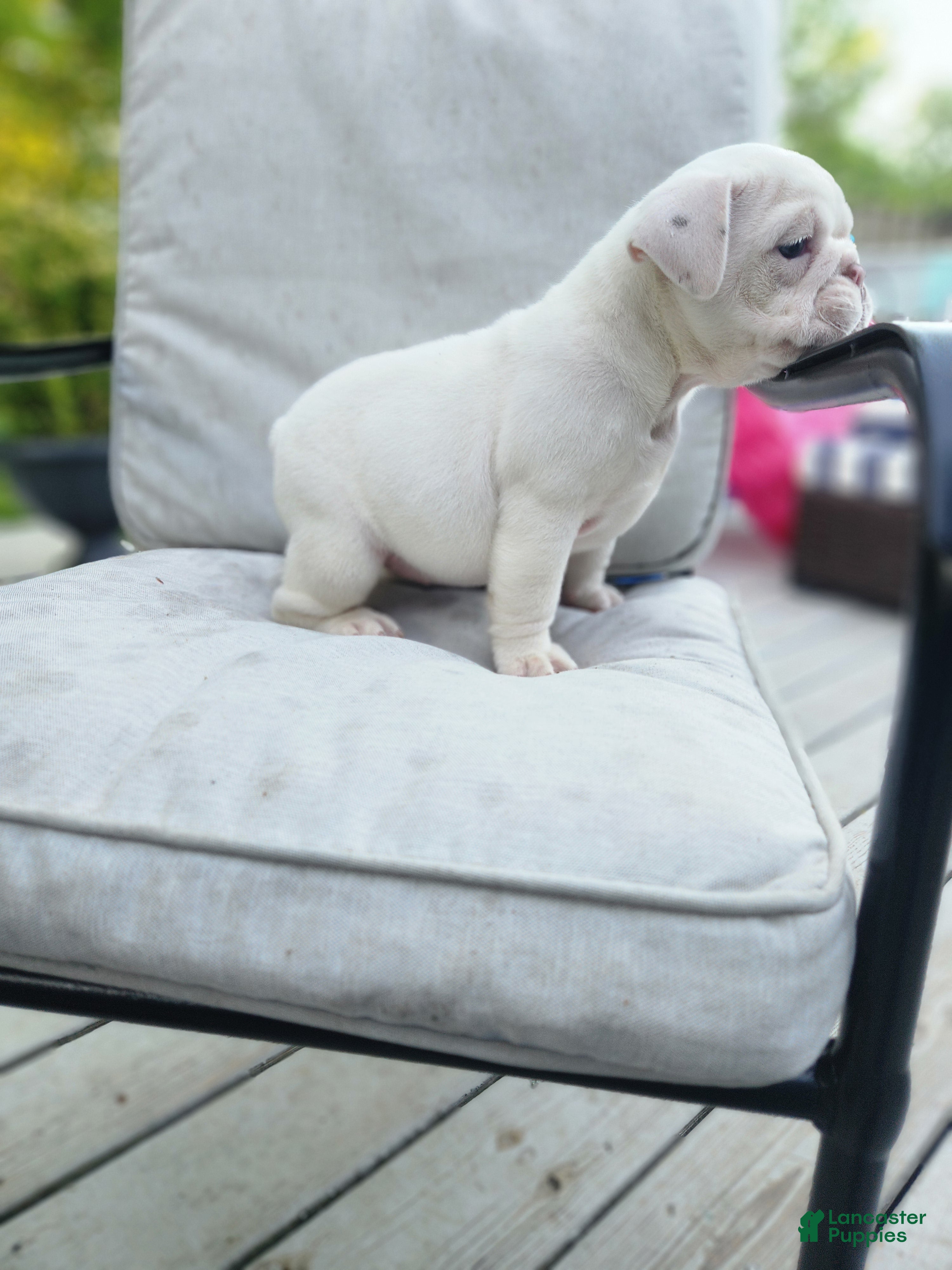 English Bulldog dogs Winter - Ad 2