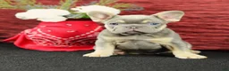 French Bulldog dogs for sale: Jax - Ad 7