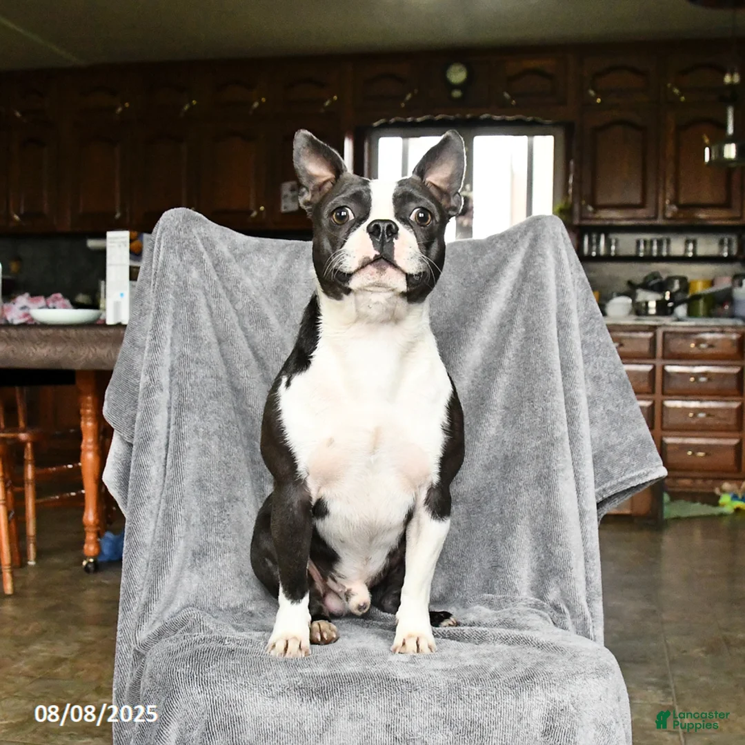 Boston Terrier dogs for sale: Duncan - Ad 7