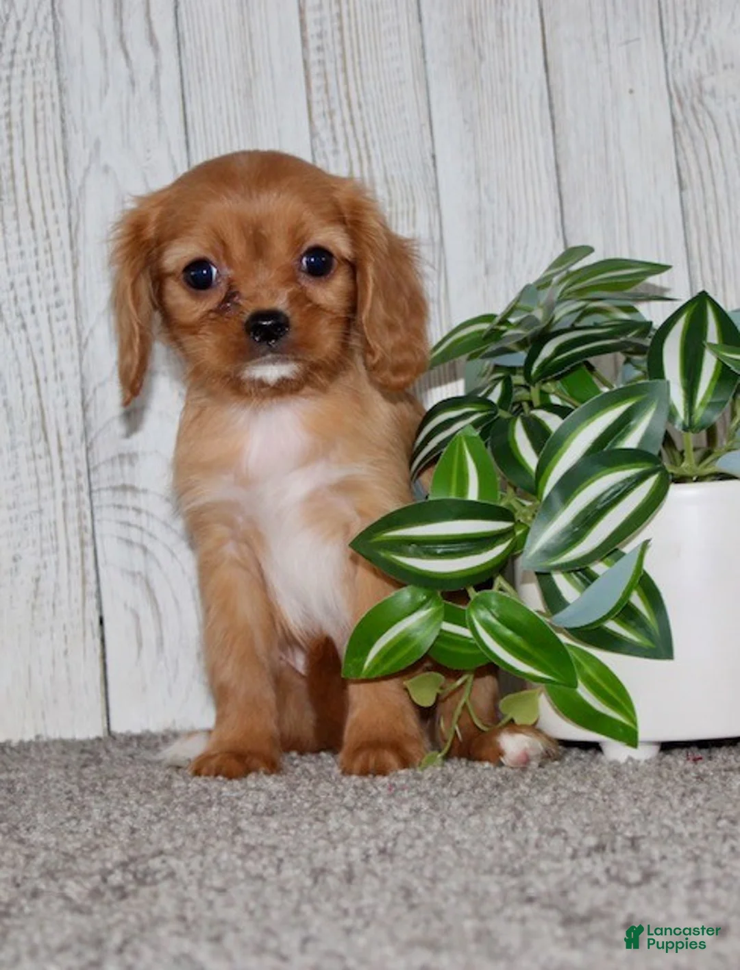 Cavapoo dogs for sale: Elsa - Ad 3