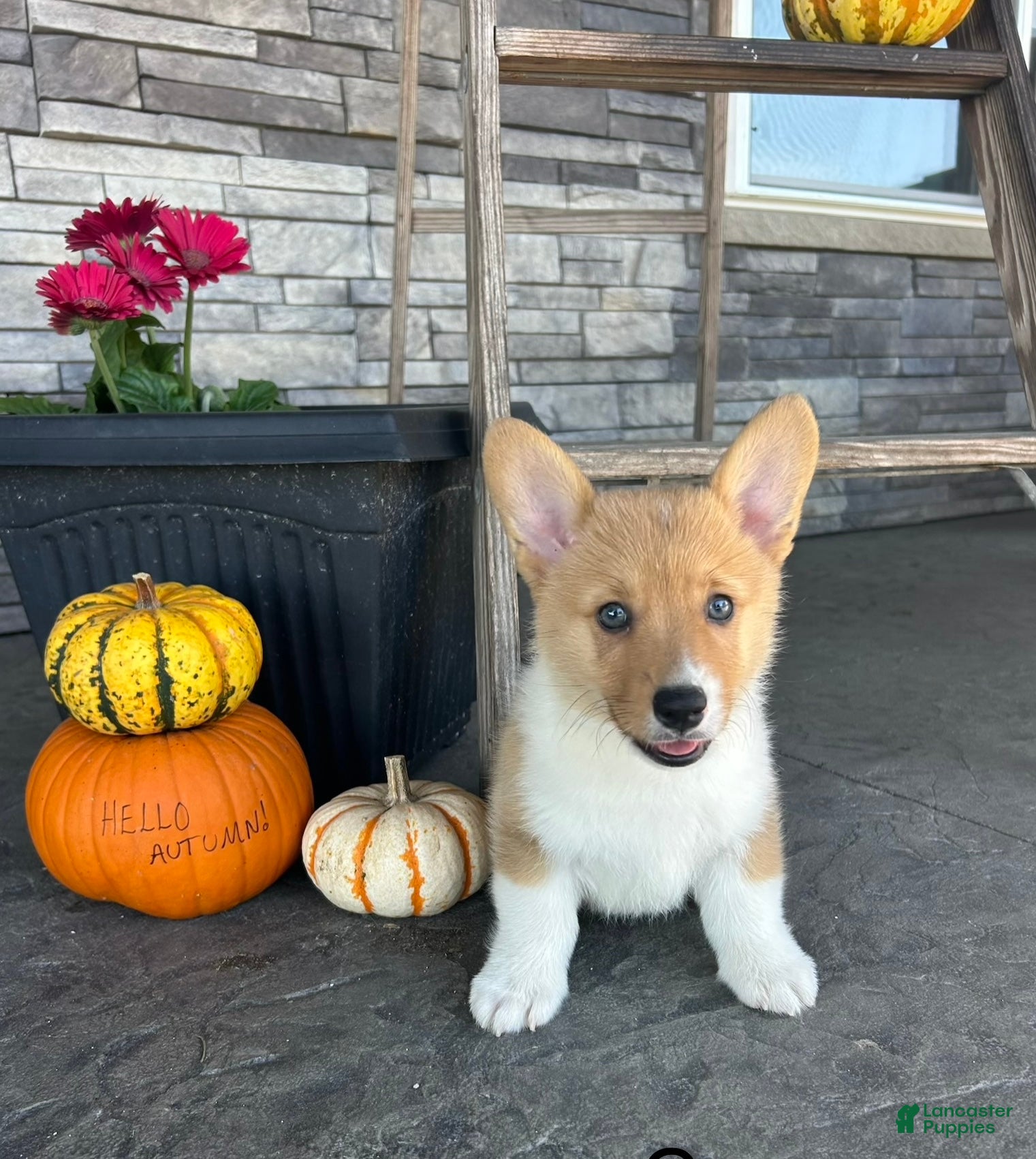 Welsh Corgi Pembroke dogs Cooper Welsh Corgi Pembroke  - Ad 2