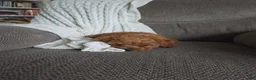 Mini Goldendoodle dogs for sale: Chase - Ad 3