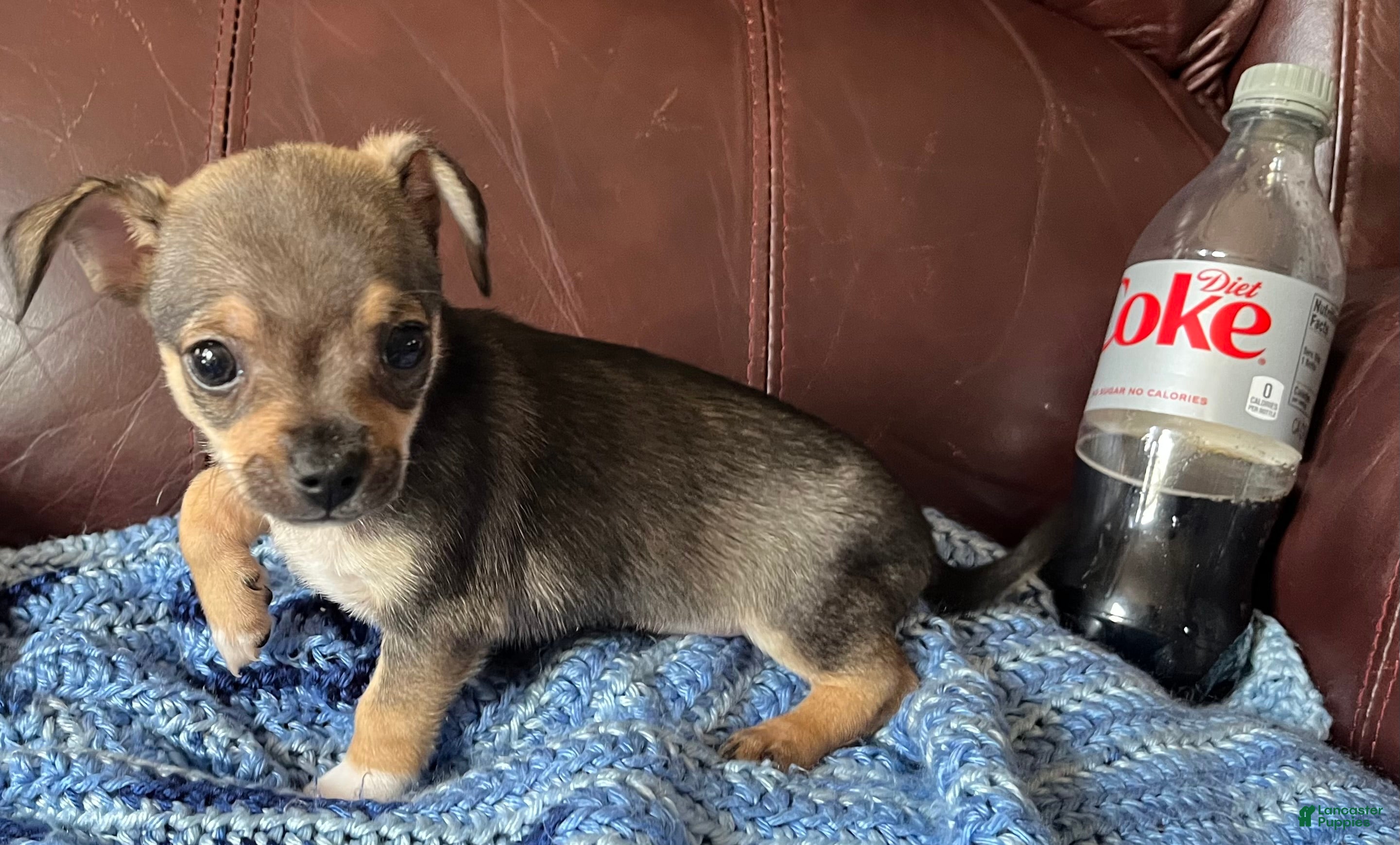 Chiweenie dogs Chiweenie 4 - Ad 2