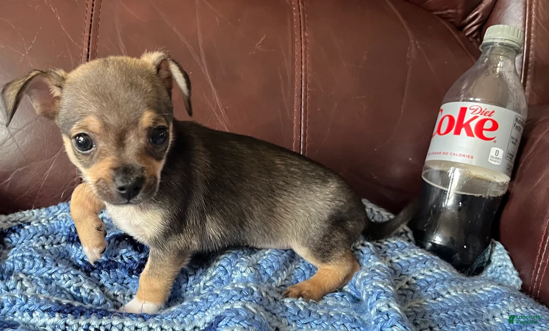 Chiweenie dogs for sale: Chiweenie 4 - Ad 2