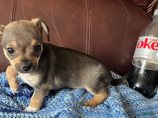 Chiweenie dogs for sale: Chiweenie 4 - Ad 2