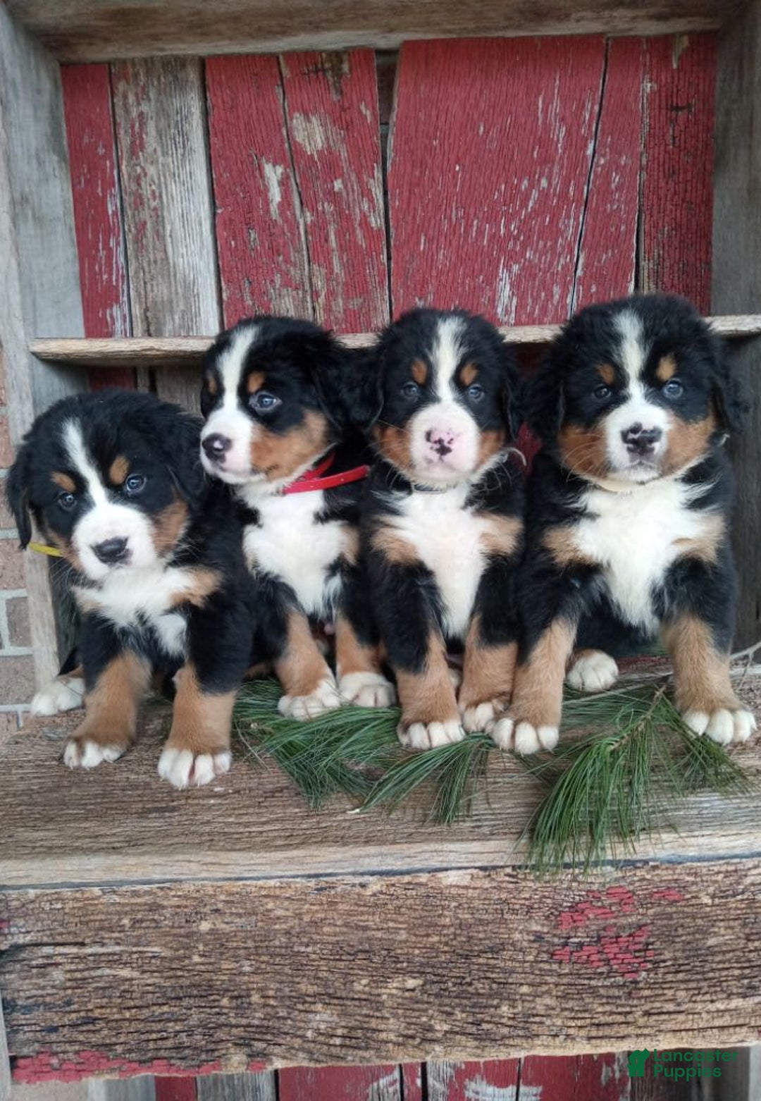 Gallery Image {{count}}