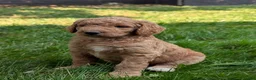 Goldendoodle dogs for sale: Annie  - Ad 10