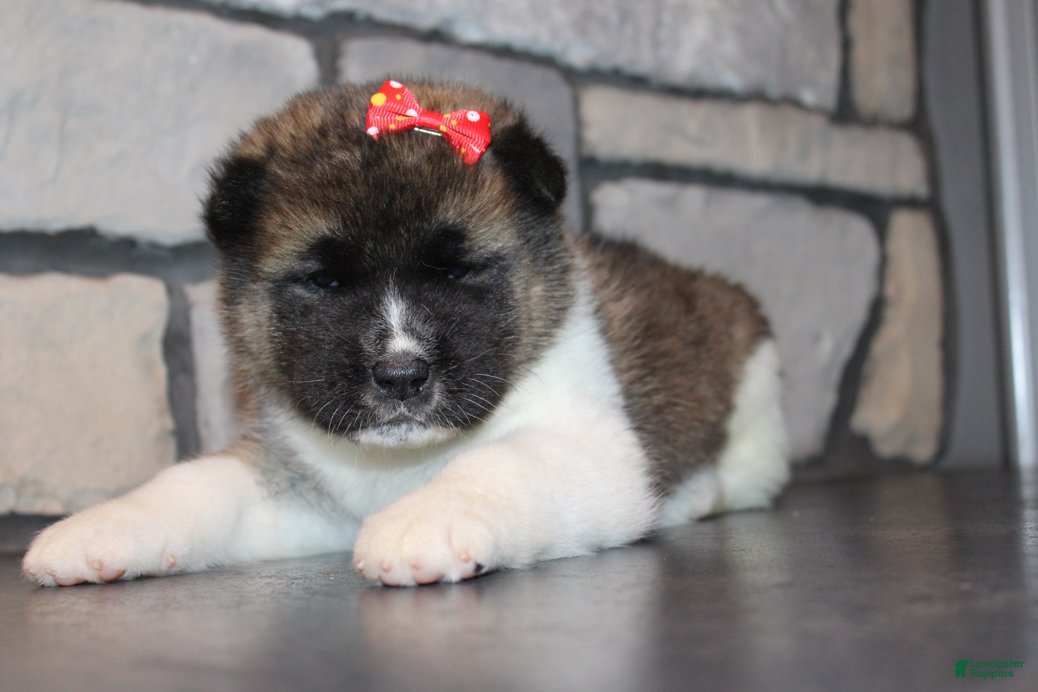 Akita dogs AKC Roxy - Ad 1