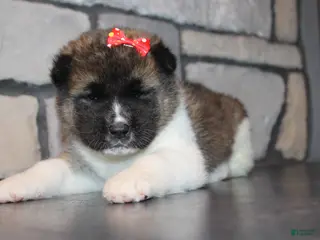 Akita dogs for sale: AKC Roxy - Ad 4