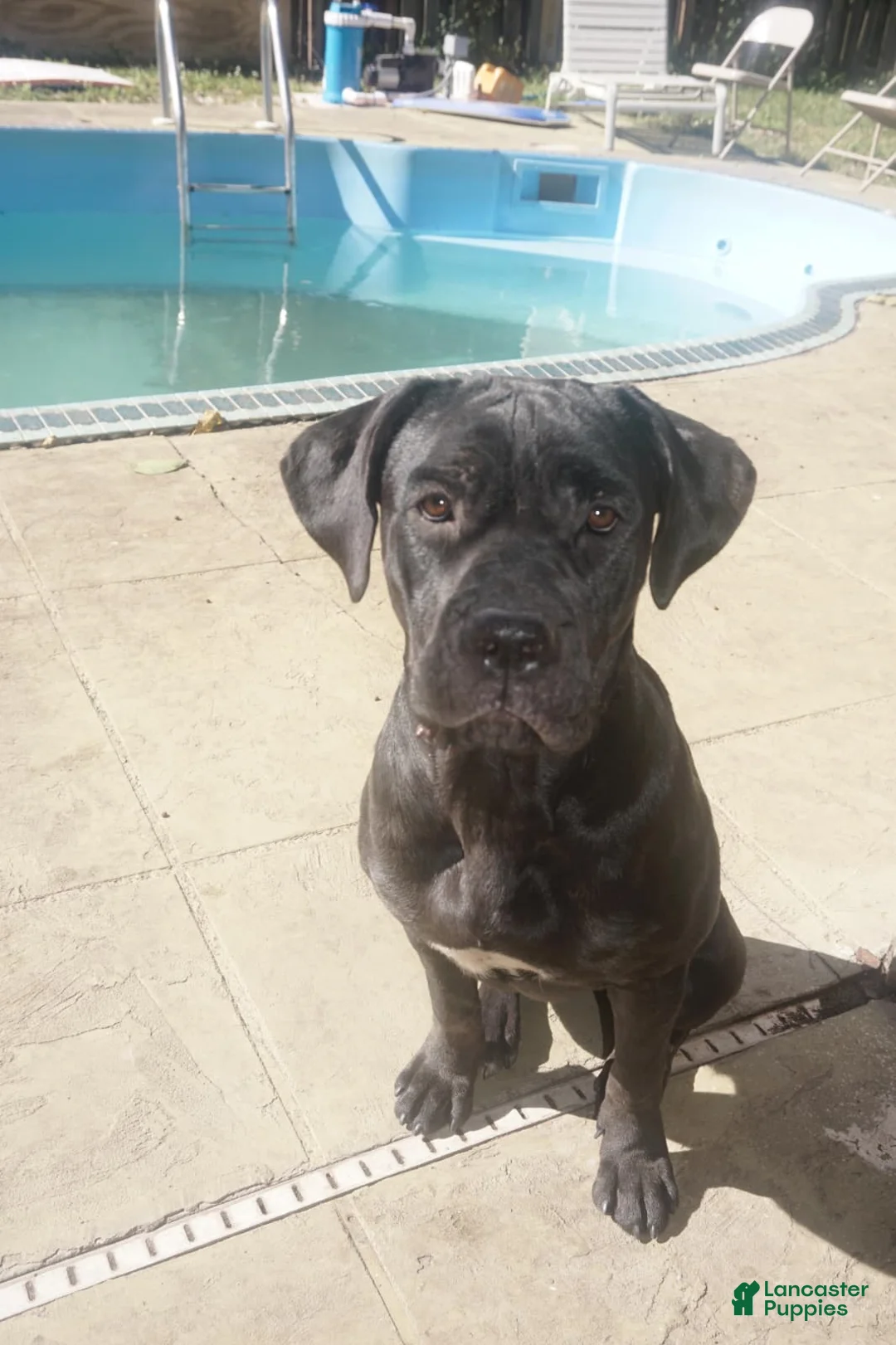 Mixed Breed dogs for sale: Mixed Breed Puppy 1 - Ad 4