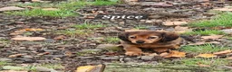 Miniature Dachshund dogs for sale: Spice - Ad 10