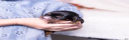 Cavalier King Charles Spaniel dogs for sale: Asher - Ad 4