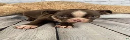 Boston Terrier dogs for sale: Apollo - Ad 11