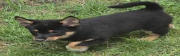 Mixed Breed dogs for sale: Mixed Breed Puppy 1 - Ad 4