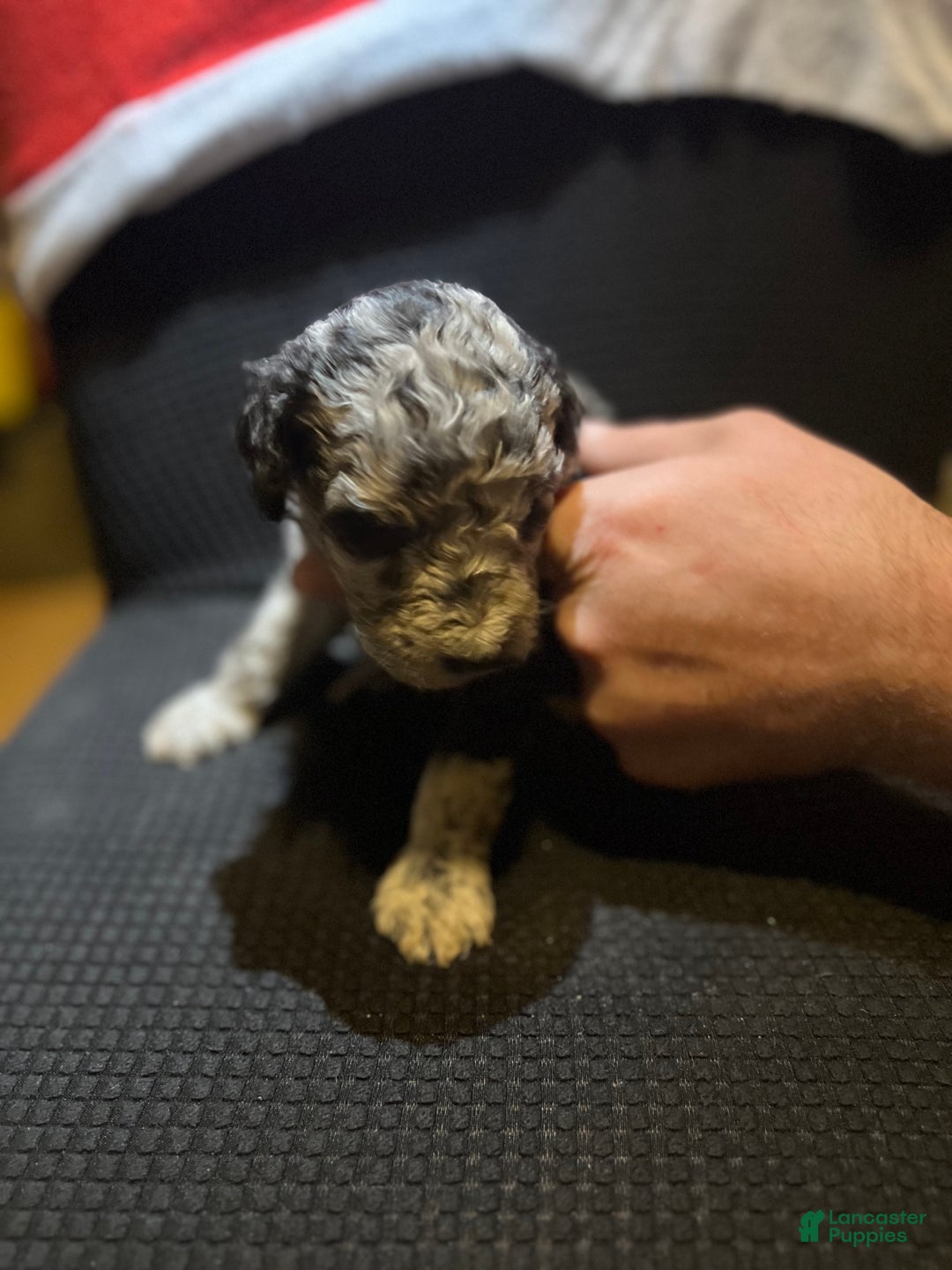 Standard Poodle dogs for sale: Standard Poodle Puppy 8 - Ad 12