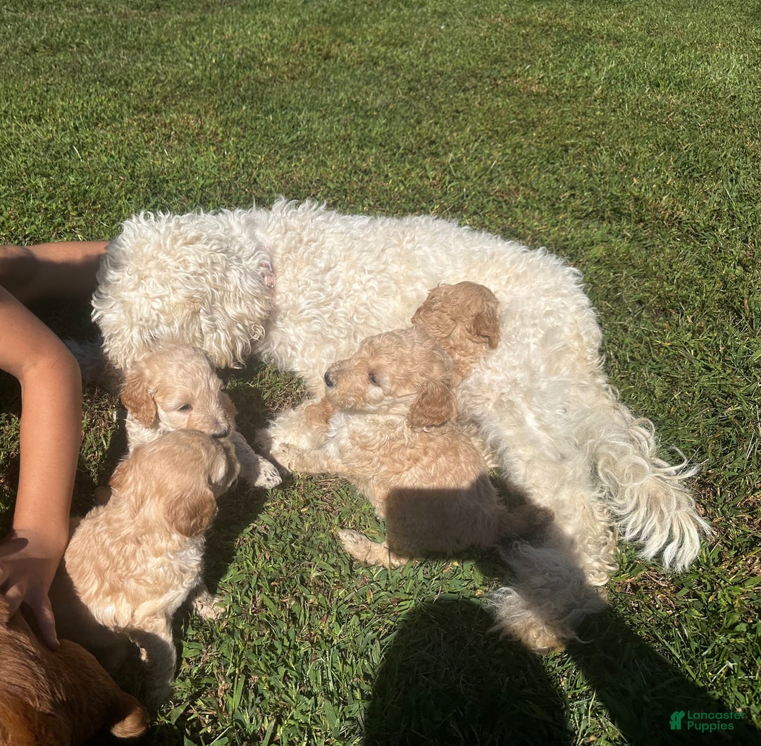 Goldendoodle dogs for sale: Buzz - Ad 7