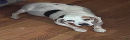 Beagle dogs for sale: Beagle Puppy 1 - Ad 2