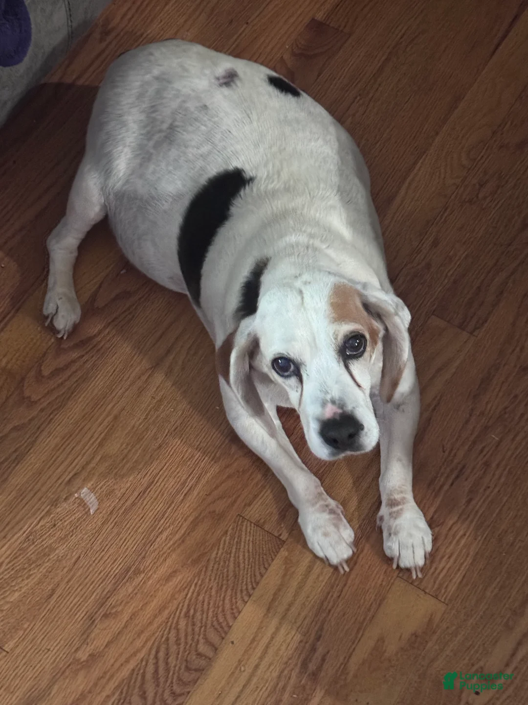 Beagle dogs for sale: Beagle Puppy 1 - Ad 2