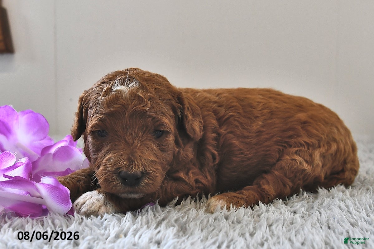 Mini Goldendoodle dogs Ruby - Ad 2