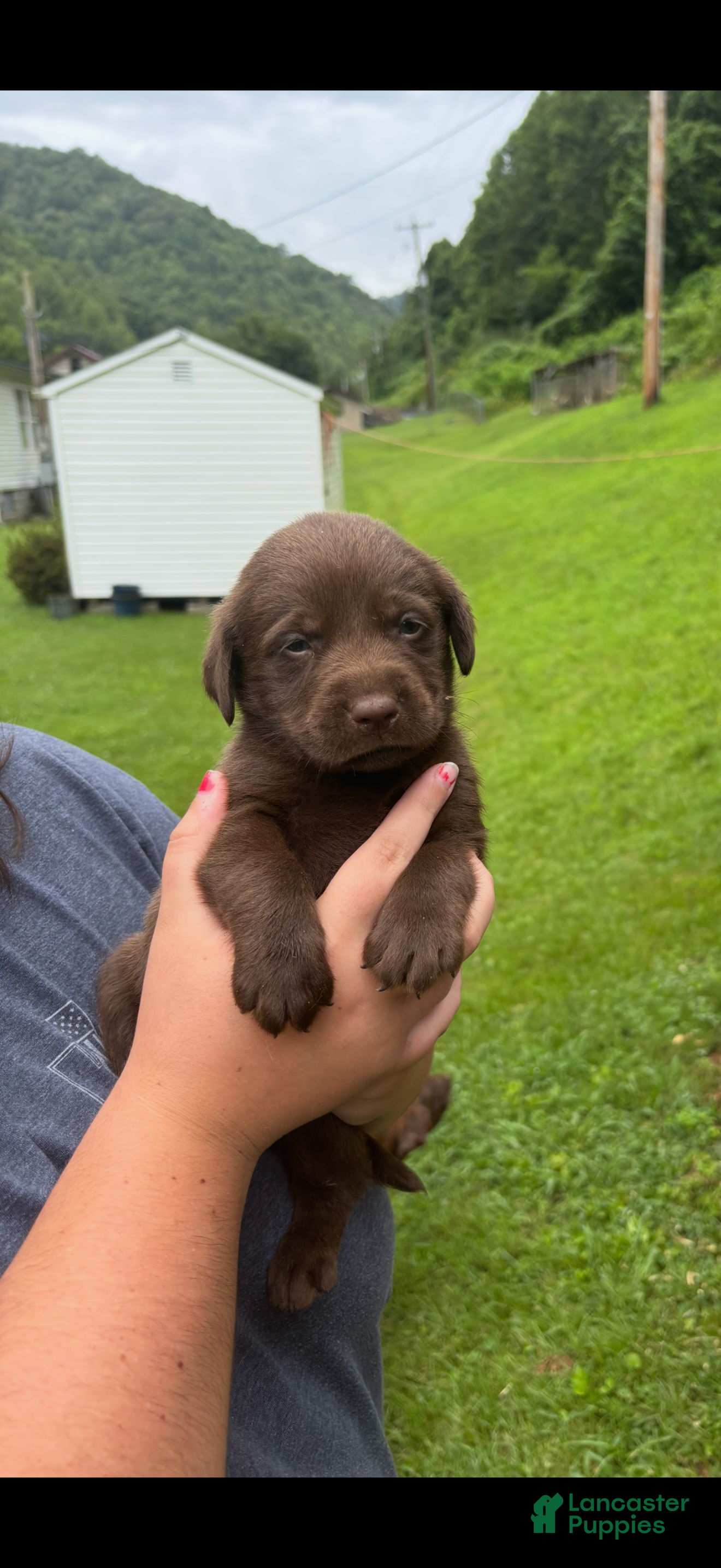 Labrador Retriever dogs Mars - Ad 1