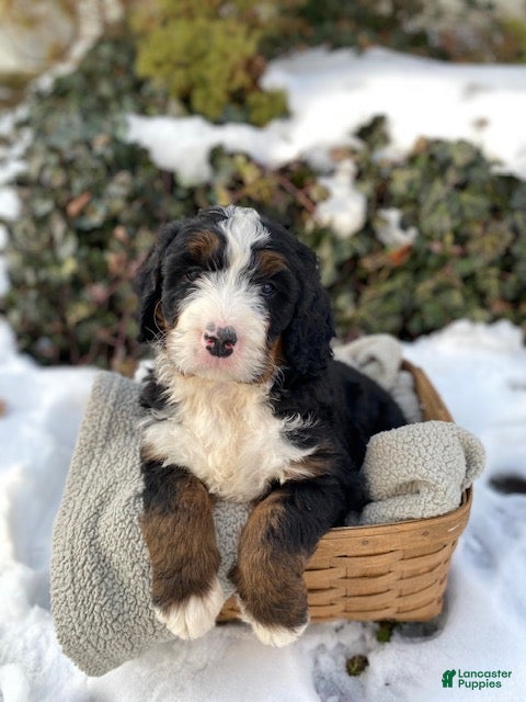 Bernedoodle dogs Bear - Ad 36