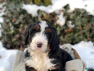 Bernedoodle dogs Bear - Ad 36