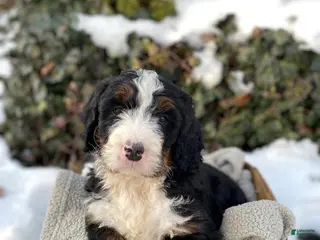 Bernedoodle dogs Bear - Ad 31
