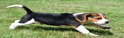 Beagle dogs for sale: Cash - Ad 4