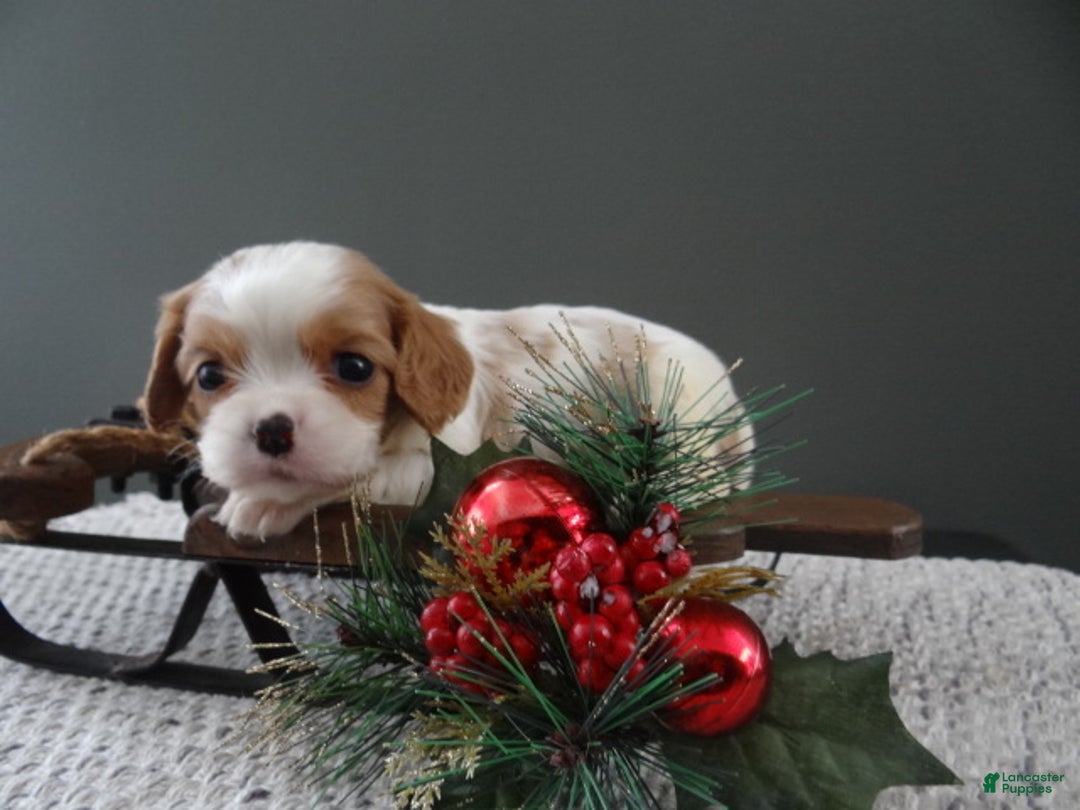Cavalier King Charles Spaniel dogs for sale: Rena - Ad 3