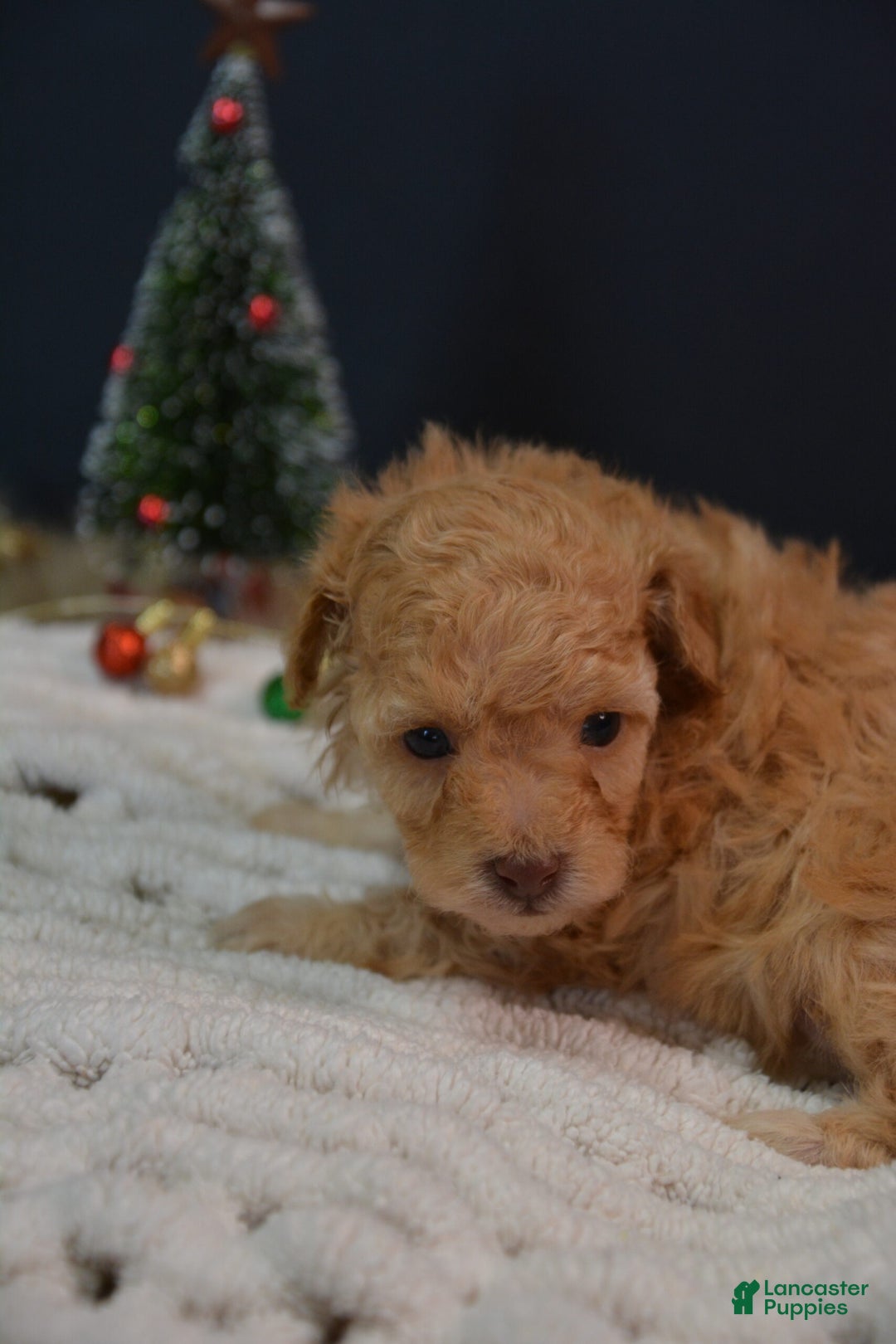 Toy Poodle dogs for sale: Duke - Ad 3