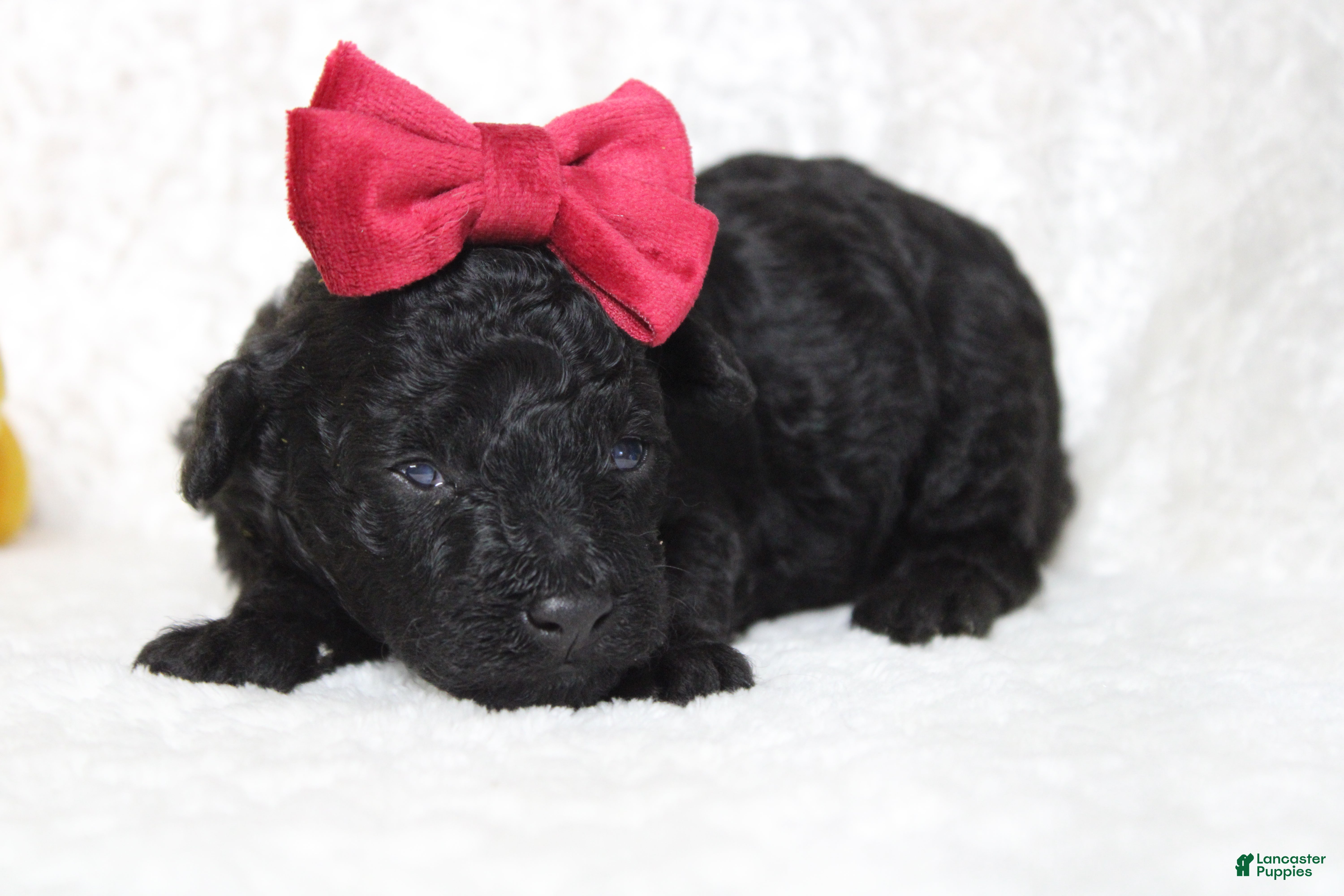 Toy Poodle dogs Onyx - Ad 20