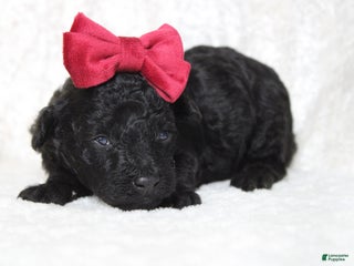 Toy Poodle dogs Onyx - Ad 20