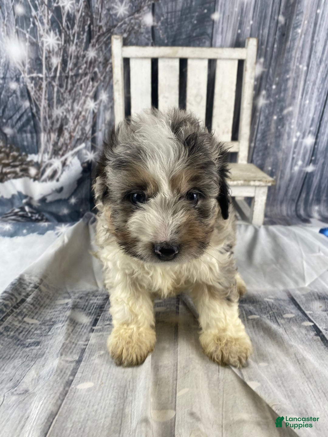 Mini Aussiedoodle dogs for sale: Ivy - Ad 9