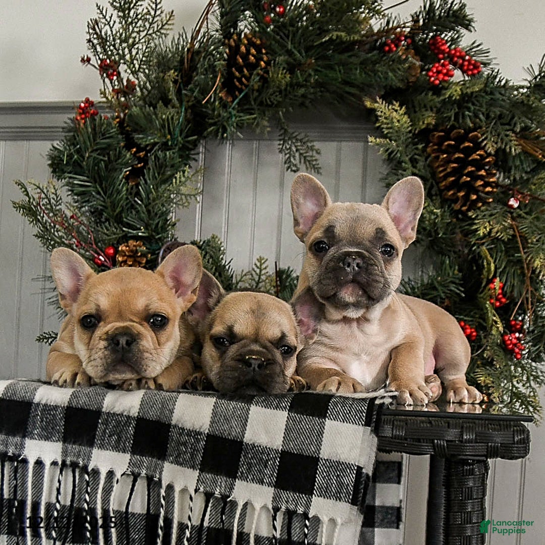 French Bulldog dogs for sale: Dolly - Ad 5