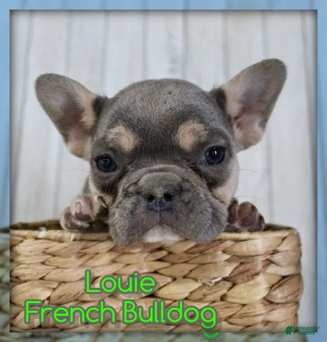 French Bulldog dogs for sale: Louie - Ad 1