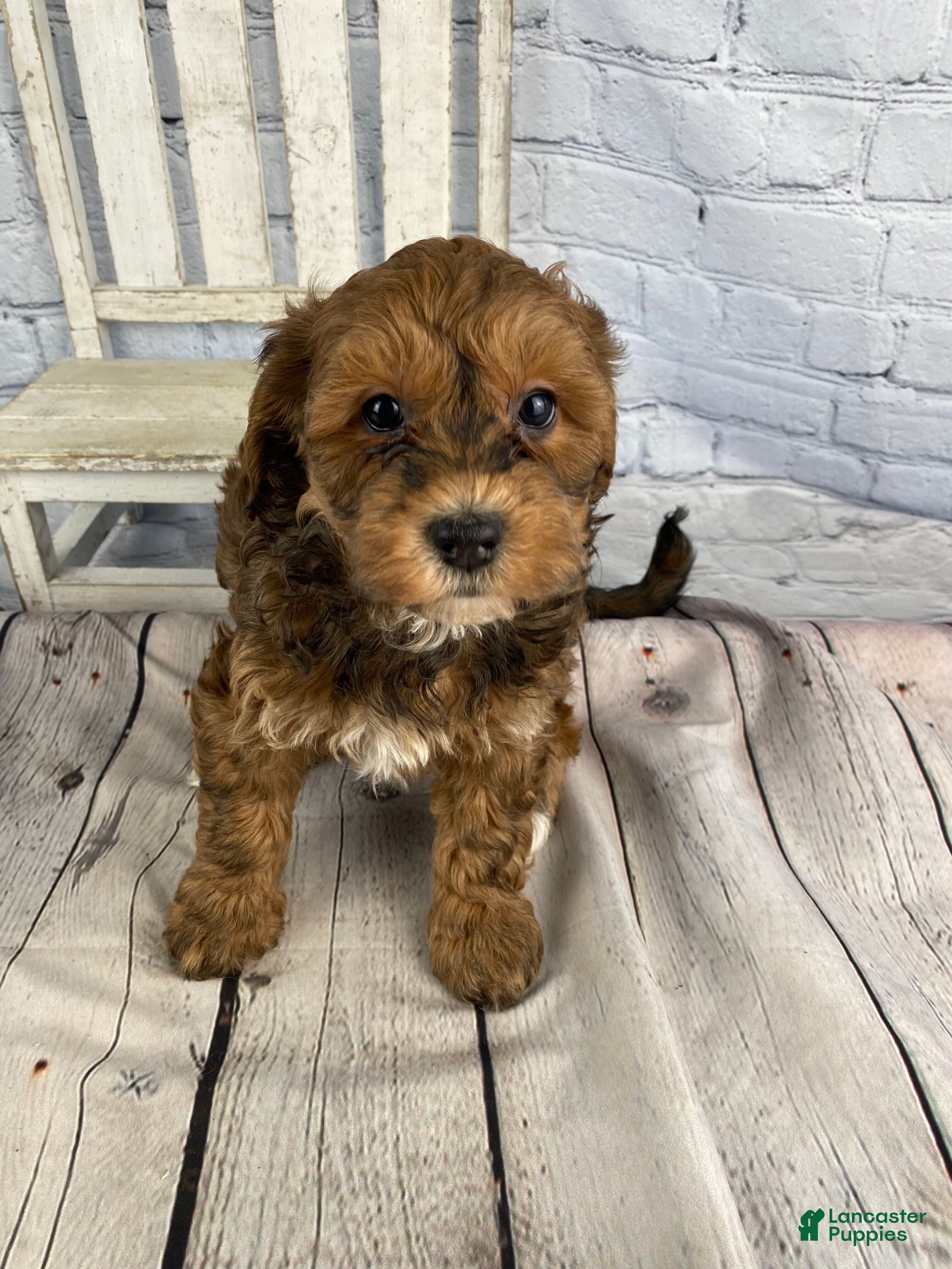 Cavapoo dogs Dina - Ad 2