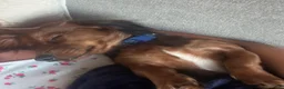 Miniature Dachshund dogs for stud: Stud - this is Otis!  - Ad 2