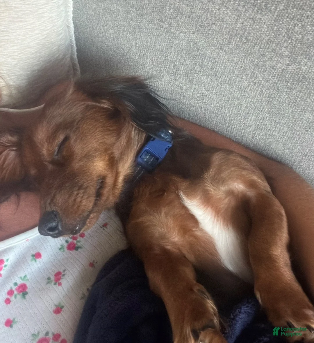 Miniature Dachshund dogs for stud: Stud - this is Otis!  - Ad 2