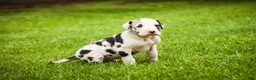 Great Dane dogs for sale: Joy - Ad 7